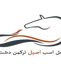 تولیدکننده اسب اصیل ترکمن دشت ناز در کرمان