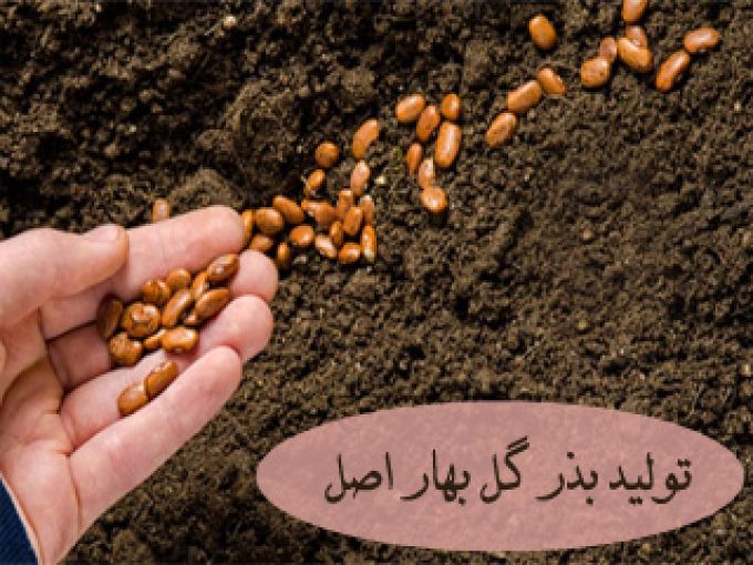 تولید بذر گل بهار اصل در اصفهان