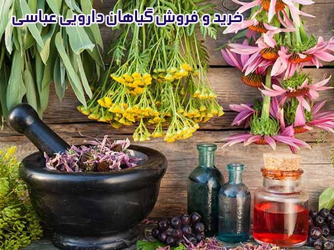 خرید و فروش گیاهان دارویی عباسی در فارس