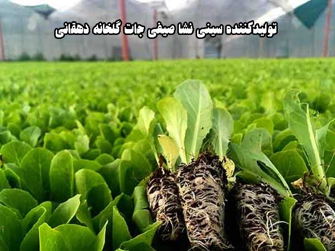 تولیدکننده سینی نشا صیفی جات گلخانه دهقانی در مرودشت فارس