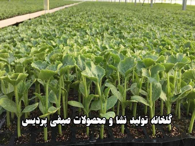گلخانه تولید نشا و محصولات صیفی پردیس در مرودشت فارس