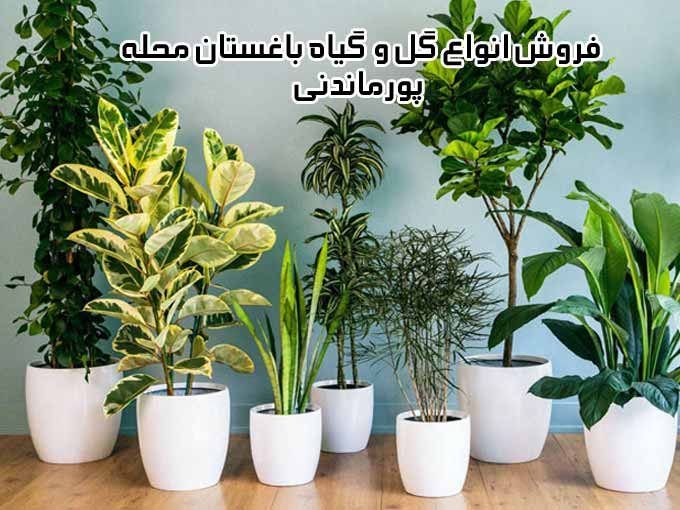 فروش انواع گل و گیاه باغستان محله پورماندنی در ده شیخ فارس