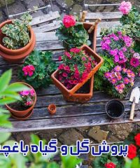 پروش گل و گیاه باغچه زیبا در قائم شهر