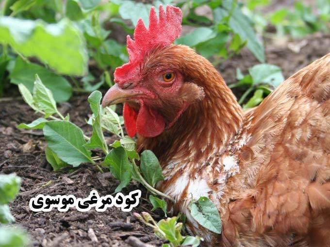 خرید و فروش کود مرغی موسوی در قزوین