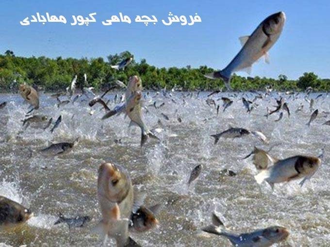 فروش بچه ماهی کپور و غذای ماهی مهابادی در قم