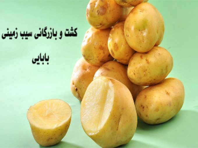 تولید سیب زمینی لیبل دار و سیب زمینی خوراکی صادراتی بابایی همدان