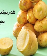 تولید سیب زمینی لیبل دار و سیب زمینی خوراکی صادراتی بابایی همدان