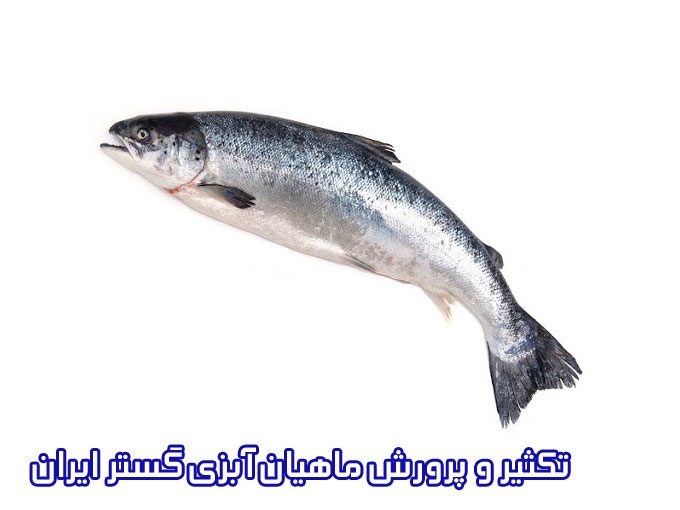 تکثیر و پرورش ماهیان آبزی گستر ایران در کرج