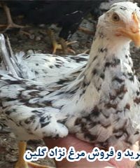 پرورش و خرید و فروش مرغ رسمی اصیل گلین در کرج