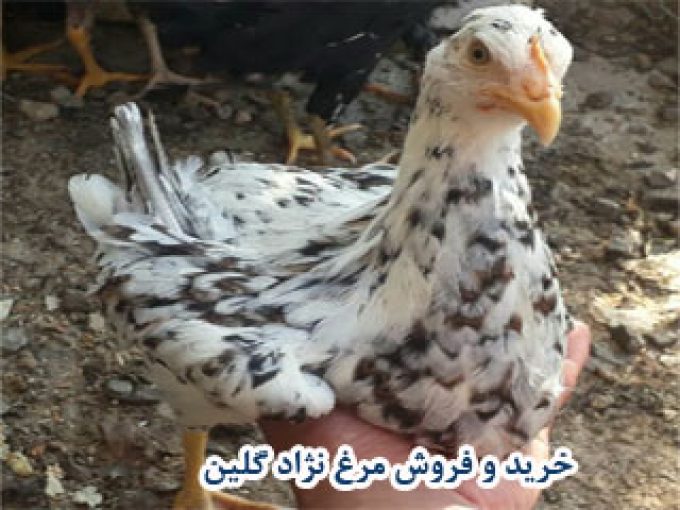 پرورش و خرید و فروش مرغ رسمی اصیل گلین در کرج