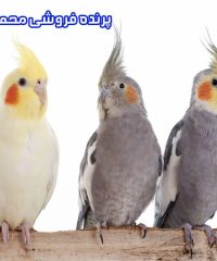 پرنده فروشی محمدی در کرج