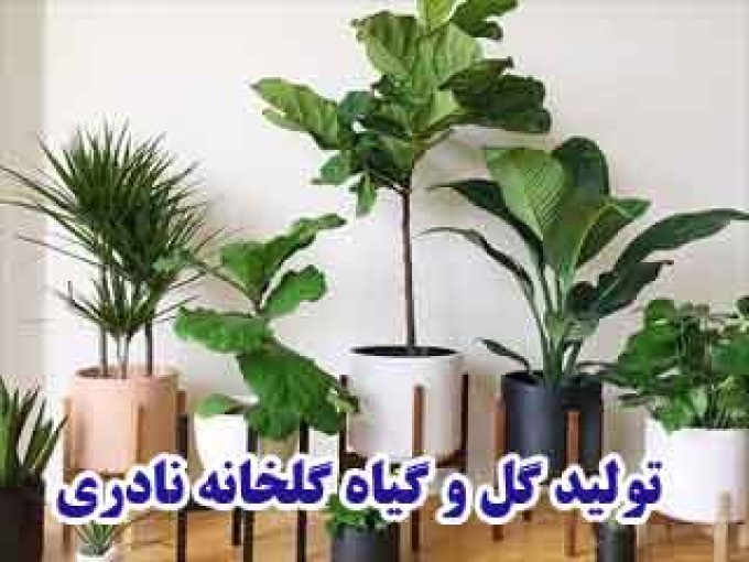 تولید گل و گیاه گلخانه نادری در کرج