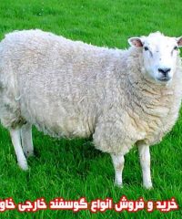 خرید و فروش انواع گوسفند خارجی خاوند در جیرفت کرمان