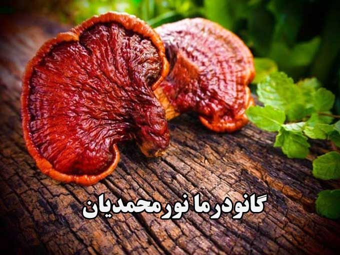 تولید پخش و مشاور آموزشی کاشت قارچ خالص گانودرما نورمحمدیان در شهر بابک کرمان