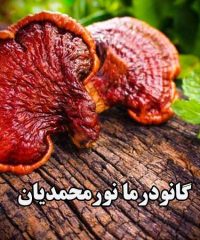 تولید پخش و مشاور آموزشی کاشت قارچ خالص گانودرما نورمحمدیان در شهر بابک کرمان