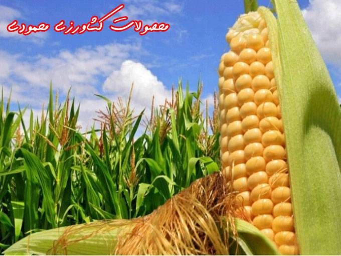 خرید و فروش محصولات کشاورزی جو و گندم و ذرت دانه ای و علوفه ای محمودی در کرمانشاه