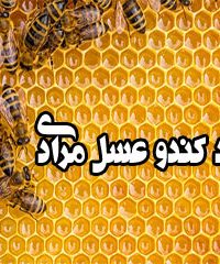 تولید کندو عسل مرادی در کرمانشاه
