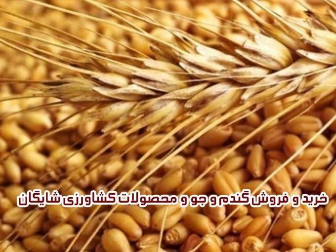 خرید و فروش گندم و جو و محصولات کشاورزی شایگان در کرمانشاه