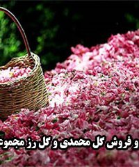 تولید و فروش گل محمدی و گل رز مجموعه بهار در خواف خراسان رضوی