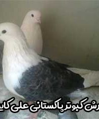 پرورش کبوتر پاکستانی علی کایدی در بندرماهشهر