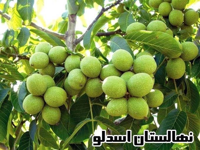 تولید انواع نهال گردو و نهال میوه پر ثمر نهالستان اسدلو در خوی آذربایجان غربی