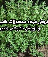 فروش عمده محصولات گیاهی و آویشن کوهی رنجبر در فارس