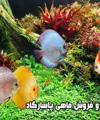 پرورش و فروش ماهی پاسارگاد در مشهد