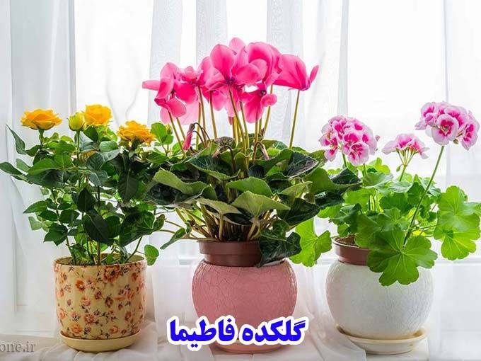تولید و فروش گل و گیاه آپارتمانی گلکده فاطیما در محمودآباد مازندران