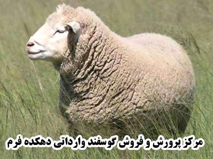 مرکز پرورش و فروش گوسفند وارداتی دهکده فرم در مازندران
