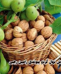 فروش نهال گردو پیوندی رامین رجبی در آذرشهر