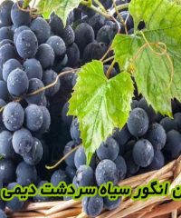 نهالستان انگور سیاه سردشت دیمی محمدی در ارومیه