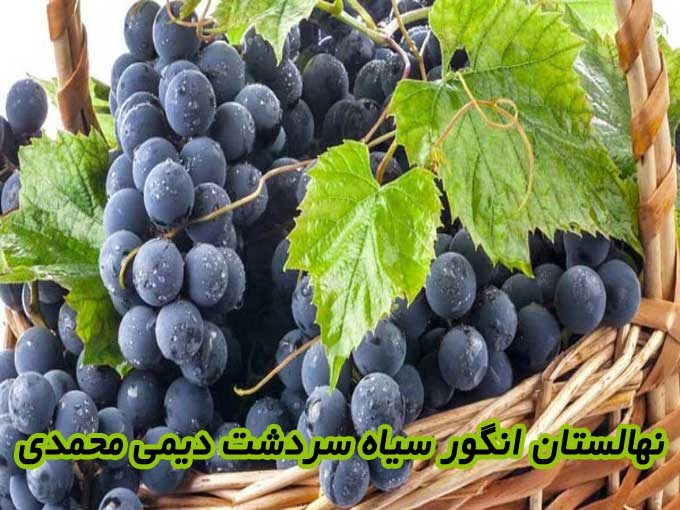 نهالستان انگور سیاه سردشت دیمی محمدی در ارومیه