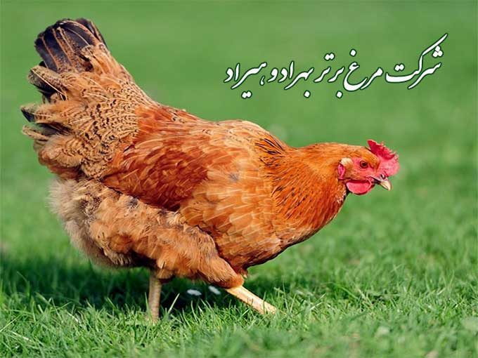 شرکت مرغ برتر بهراد و هیراد در رشت استان گیلان