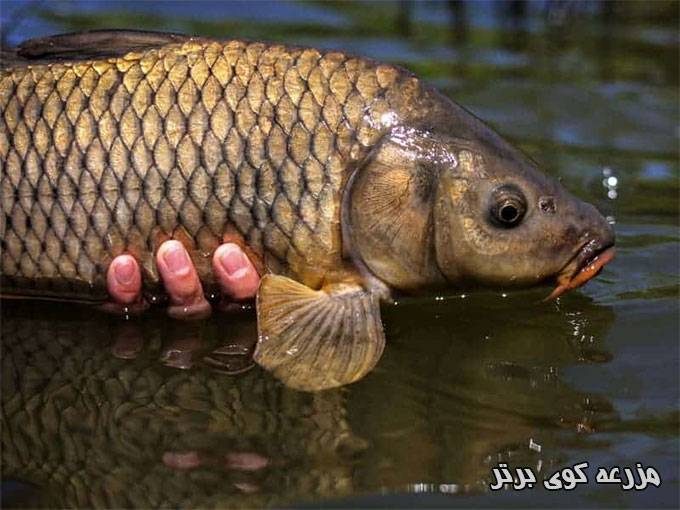 تکثیر و پرورش و فروش ماهی های تزیینی و گرمابی مزرعه کوی برتر در سنگر رشت