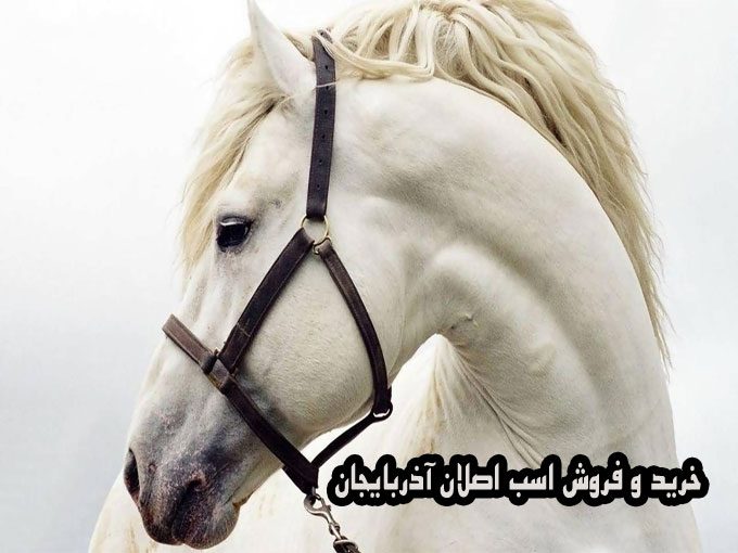خرید و فروش اسب اصلان آذربایجان در سراب