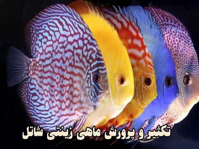 تکثیر و پرورش ماهی زینتی شاتل در اصفهان