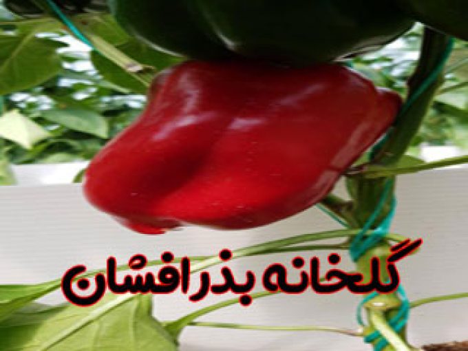 گلخانه بذر افشان در شیراز