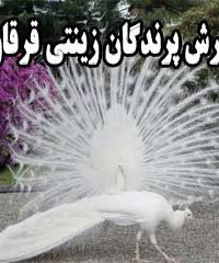 پرورش پرندگان زینتی قرقاول در شیراز