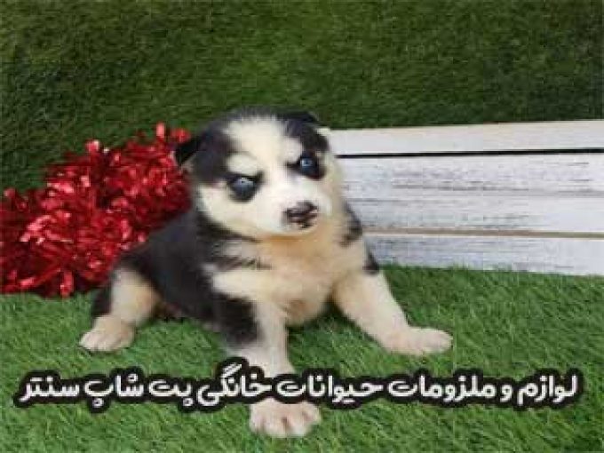 لوازم و ملزومات حیوانات خانگی پت شاپ سنتر در شیراز
