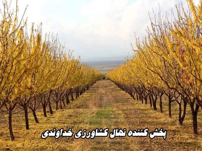 پخش کننده نهال کشاورزی خداوندی در شیراز
