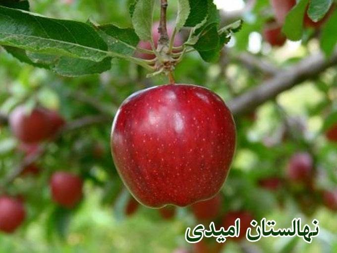 فروش و عرضه انواع نهال میوه و درختچه تزئینی نهالستان امیدی در شیراز فارس