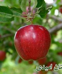 فروش و عرضه انواع نهال میوه و درختچه تزئینی نهالستان امیدی در شیراز فارس