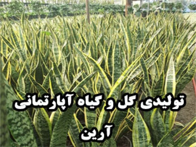 تولیدی گل و گیاه آپارتمانی آرین در شیرود مازندران