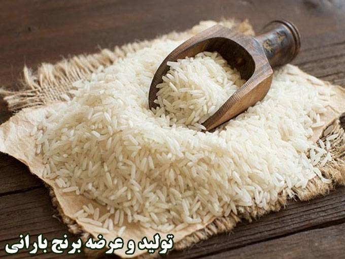 تولید و عرضه برنج های مازندران گیلان بارانی