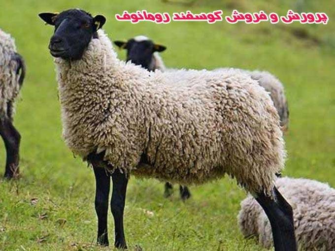 پرورش و فروش گوسفند چند قلوزای رومانف گلستانی در آذربایجان شرقی