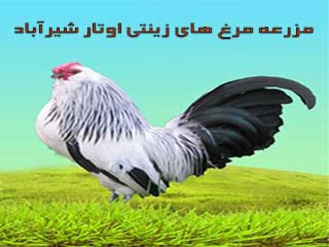 مزرعه مرغ های زینتی اوتار شیرآباد در تالش