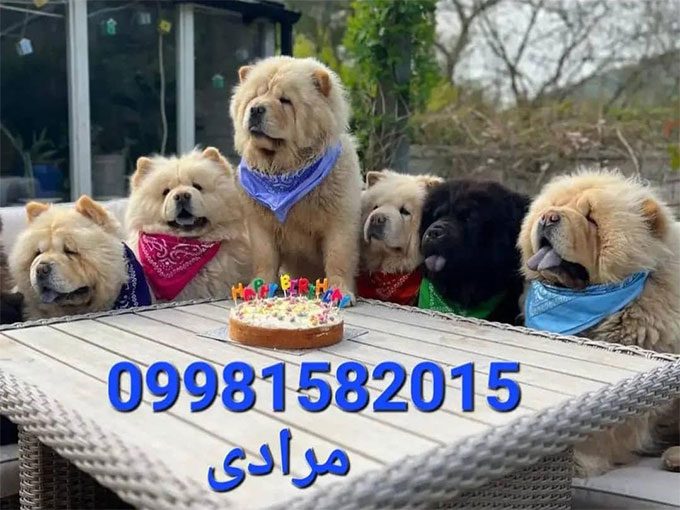 قیمت سگهای نژاد چاوچاو دربومهن تهران ایران