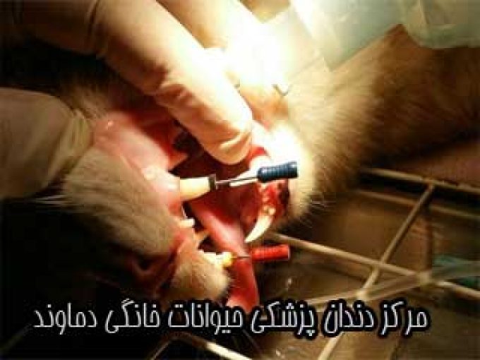 مرکز دندان پزشکی حیوانات خانگی دماوند در تهران
