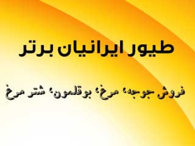طیور ایرانیان برتر فروش جوجه مرغ بوقلمون شترمرغ در تهران