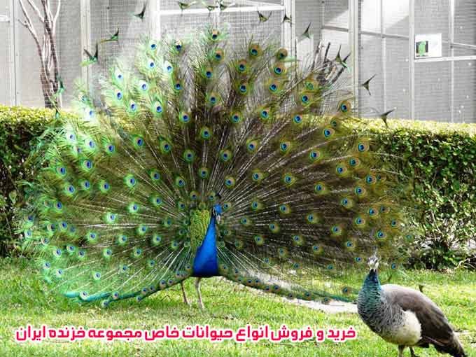 خرید و فروش انواع حیوانات خاص مجموعه خزنده ایران در تهران